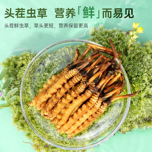 Guokuntang Fresh Cordyceps sinensis in Nagqu, Tibet, gerade Haare 0,4-0,6 g/Wurzel 50