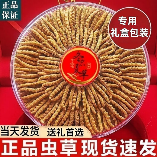 Coffret cadeau Cordyceps avec Cordyceps de haute qualité dans les zones tibétaines sur la livraison et les cadeaux le même jour. Le premier choix est les cordyceps enneigés authentiques à Nagqu, Tibet. 4 Cordyceps à haute altitude en 1 gramme 30 pièces