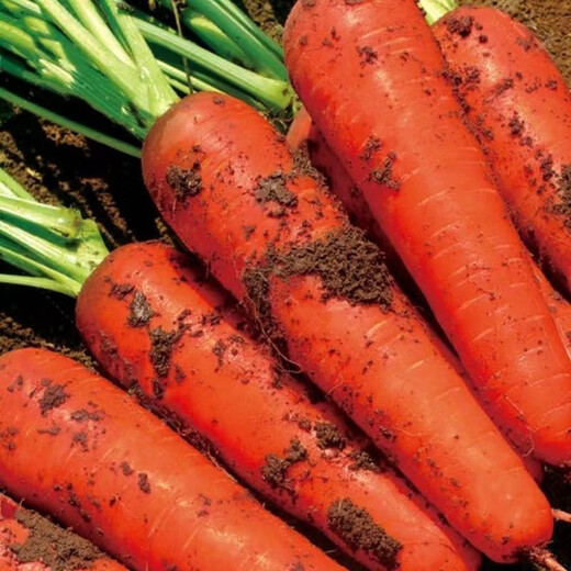 Nine-inch three-red carrots, summer and autumn heat-resistant and cold-resistant fruits and vegetables, radish, crispy and sweet for all seasons, garden carrots for all seasons, nine-inch carrot seeds, new varieties, high-quality varieties, 2 packs, about 2066 seeds