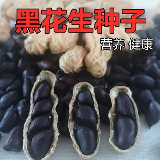Black peanut seeds, sown in spring and summer, purple and black peanut seeds, black seed peanuts, original peanuts for field use, net weight in shell, Jin Jin equals 0.5 kilograms, 1000 grams