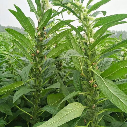 Black sesame seeds white sesame seeds oil extraction Academy of Agricultural Sciences hybrid high oil stable yield short stem eight-edge seed base special ultra-high sesame seed king original 100g bag