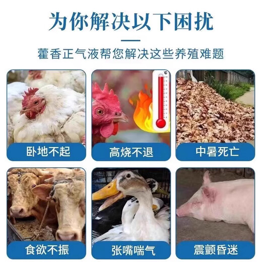 Chicken, Patchouli, Zhengqi, buffalo and sheep to prevent heatstroke, chicken, duck, goose, poultry and pig, anti-stress medicine, heat-clearing, heat-relieving and cooling oral liquid, three bottles for the price of two bottles