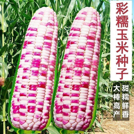 National Approval Super Sweet Colorful Waxy Corn Seeds Flowery Waxy Corn Seeds Colorful Cloud Sweet Waxy Corn Farmers High Yield National Approval Colorful Waxy Corn Seeds 3 packs of about 150 grains
