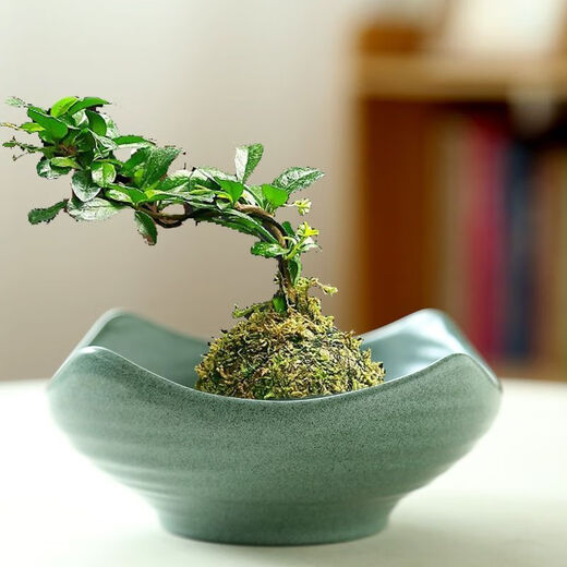 幸悦苔藓球花盆文竹无孔水样陶瓷创意家用紫砂中式禅意办公室摆件盆景 TX小号平口JW1098灰砂 陶瓷
