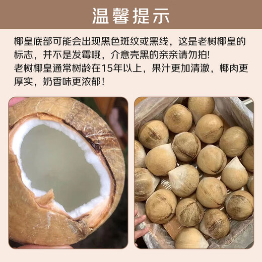 Jingdida Thailand imported milky coconut king net weight 3.7Jin Jin is equal to 0.5kg 4 single fruits 470-530g fresh coconut source straight hair