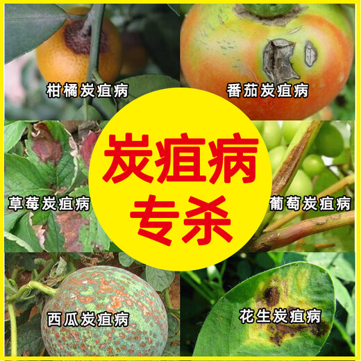 Hulian plant protection pesticide benzochlorid fresh anthracnose special medicine pepper vegetable citrus fruit tree strawberry agricultural sterilization 1000g (6 bottles)