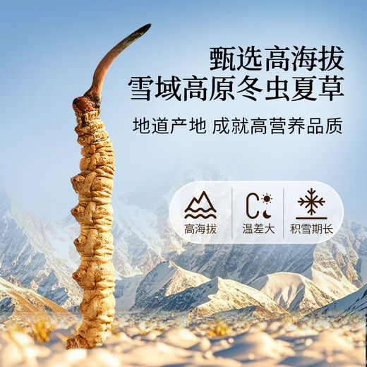 同仁堂品牌北京同仁堂 冬虫夏草虫草礼盒高端营养滋补送礼品长辈老人 1盒 10g 【腺苷超标准280%】约5根/克