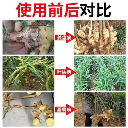 Soil bacteria clear agricultural genuine soil-borne diseases special rapid disinfection, sterilization and resistance to repeated cropping microbial fertilizer 5 bags, sterilization and disease resistance, soaring production