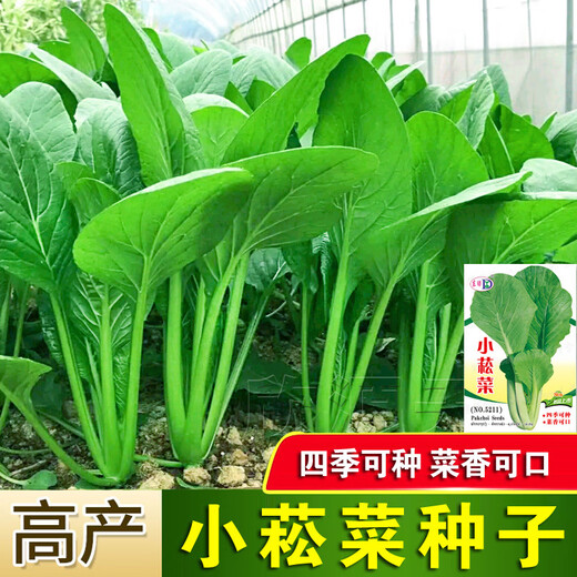 
Green stems and small vegetable seeds in spring and summer, small cabbage, rapeseed, vegetable seeds, green vegetable seeds, all seasons of balcony pot plant #G4B[Xiaoseng seeds] 15931 capsules