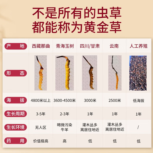 Guancaigui [Naru, Tibet] Wild Cordyceps Zuckerzucker -Nahrungsergänzungsmittel für ältere ältere Ernährungsbox Cordyceps Geschenk Praktische Klasse Grade Grade Grade Grade Grade Grade Grade Grade Grade Grade Grade Grade Grade Grade Grade Grade Grade Grade Grade Grade Grade Grade Grade Grade Grade Grade Grade Grade Grade Grade Grade Grade Grade Grade Grade Grade Grade Grade Grade Grade Grade Grade Grade Grade Grade Grade Grade Grade [etwa 2 Wurzeln] 10 Gramm 20 Wurzeln Home Pack