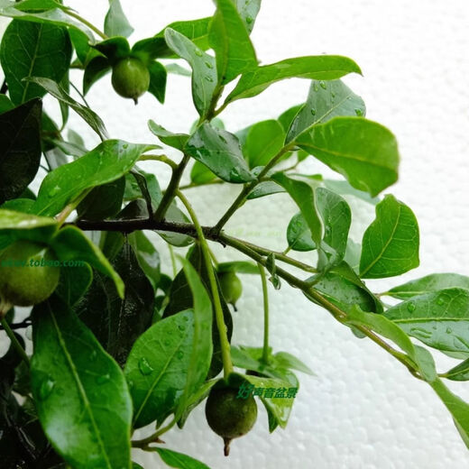 Gold Glühbirne Mutterstapel mit Obst Lieferung einheimische Goldeiggold-Bestellung Goldbirne Native Small Micro Bonsai 7371 20 cm (inklusive) -30 cm (ausgenommen)