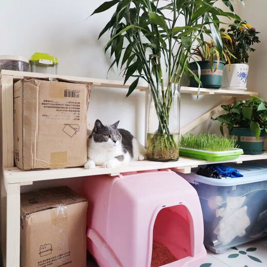 OYKTN实木花架猫砂盆置物架多层猫爬架宠物用品收纳阳台阶梯猫窝架猫咪 长90cm宽50cm高100cm