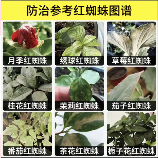 Special medicine to kill red spider mites, citrus tree red spider insecticide to kill thorn rose flowers, red spider mite medicine 2 bottles