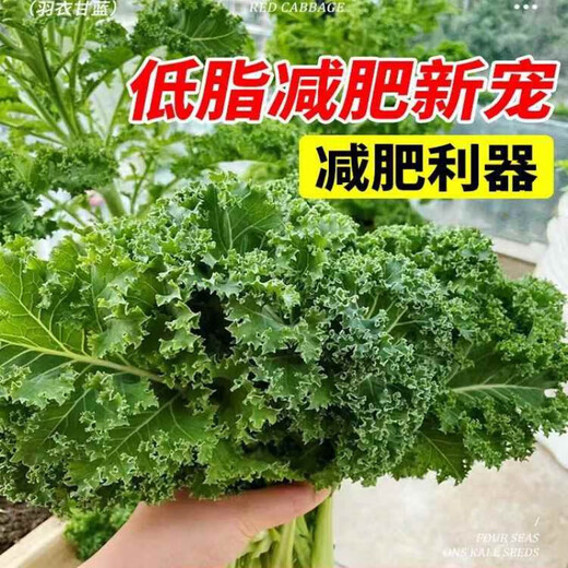 Tianfen kale seeds, four-season balcony cold-resistant edible olive vegetables, easy-to-grow potted high-calcium vegetable seeds in the field, high-nutrition green kale seeds, 10 capsules