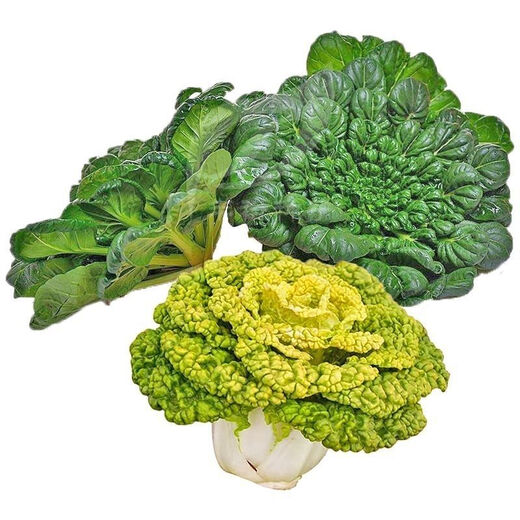 Huangxinwutaicai seedlings, chrysanthemum and cabbage seedlings, potted garden garden fields, easy to grow four-season vegetable seedlings, 10 Huangxinwutaicai plants