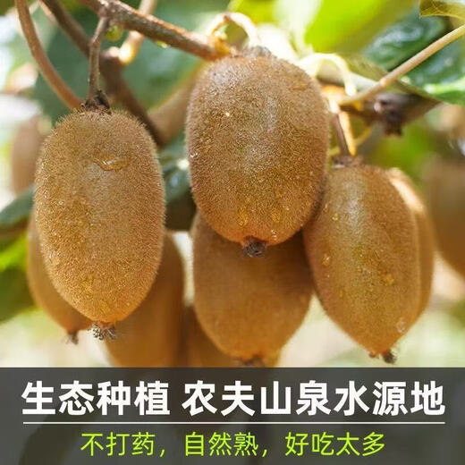 Shaanxi green heart kiwi fruit, super sweet kiwi fruit, fresh fruit for pregnant women, now picked and spoiled, guaranteed compensation, 6 pieces for early adopters, single fruit 60-80 grams