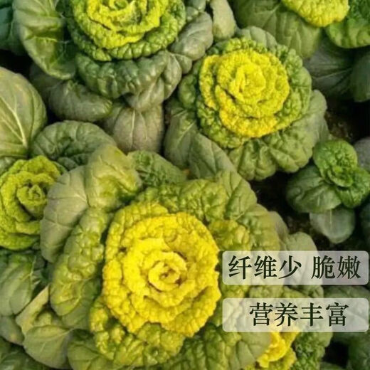 Huangxinwutaicai seedlings, chrysanthemum and cabbage seedlings, potted garden garden fields, easy to grow four-season vegetable seedlings, 10 Huangxinwutaicai plants