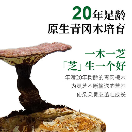华弘草芝堂有机破壁灵芝孢子粉S级礼盒 1g*20袋/盒低温破壁蓝帽认证增强免疫 6盒装