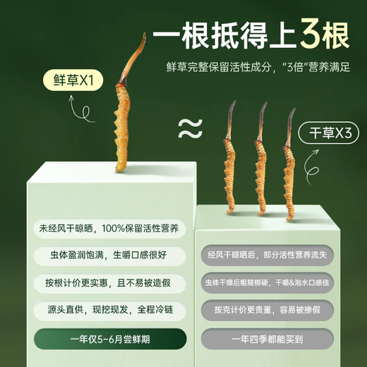 Guokuntang Fresh Cordyceps sinensis in Nagqu, Tibet, gerade Haare 0,4-0,6 g/Wurzel 50