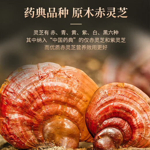 Tongrentang (TRT) Ganoderma lucidum spore powder to enhance immunity and recovery after surgery to give gifts to elders during the Mid-Autumn Festival 200g/box