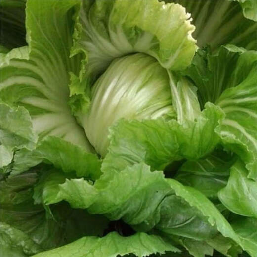 Packed Mustard Seeds, Big Meat Cabbage, Mustard Seeds, Pickled Vegetable Buns, Easy to Grow Delicious Vegetable Seeds, Packed Mustard Seeds 100g