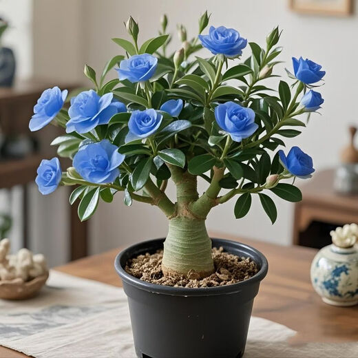 New desert rose, large double-petaled flower, strong-scented succulent rose flower plant, easy to live in all seasons, easy to raise for lazy people, clearance, double-petaled 3-5 colors, 8-year-old seedlings, 2 pots/original soil pots, guaranteed to survive