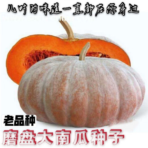 Mopan Big Pumpkin Old Variety Large Pumpkin Seeds Self-saved Pumpkin Seeds High-yielding Vegetable Pumpkin Seeds Mopan Big Pumpkin Seeds Original Five Packs About 130 + Songpin