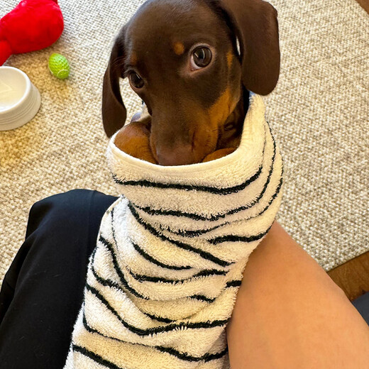 Angbao (ANGBAO) dog bath towel towel bathrobe bath absorbent quick-drying pet pure cotton small dog large Teddy Bichon Schnauzer blue wide stripes 34*75cm125g