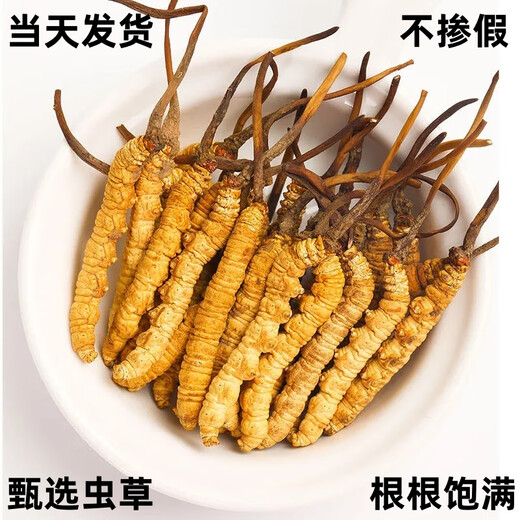 Coffret cadeau Cordyceps avec Cordyceps de haute qualité dans les zones tibétaines sur la livraison et les cadeaux le même jour. Le premier choix est les cordyceps enneigés authentiques à Nagqu, Tibet. 4 Cordyceps à haute altitude en 1 gramme 30 pièces