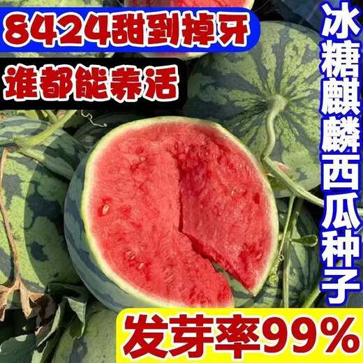 8424 Kirin watermelon seeds, seedless, high-yield rock sugar, lazy watermelon seeds, southern four-season vegetable and fruit seeds, Huayu original color pack, 2 packs, about 100 capsules