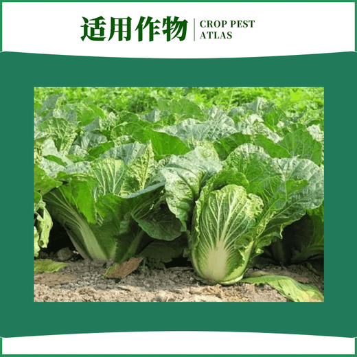 Zhongxun Zhongxun Zhongxun Zhitiao 8% Aminobutanol Chinese Cabbage Growth Regulator Soluble Powder Growth Regulator 100g