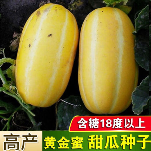 Golden dense melon seeds, melon dense seeds, Golden Road fruits, early maturing, high yield, disease resistance, extra large spring melon fruit seeds, golden dense seeds/pack, about 100 seeds, 5 packs
