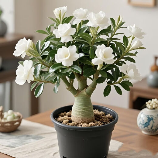 New desert rose, large double-petaled flower, strong-scented succulent rose flower plant, easy to live in all seasons, easy to raise for lazy people, clearance, double-petaled 3-5 colors, 8-year-old seedlings, 2 pots/original soil pots, guaranteed to survive