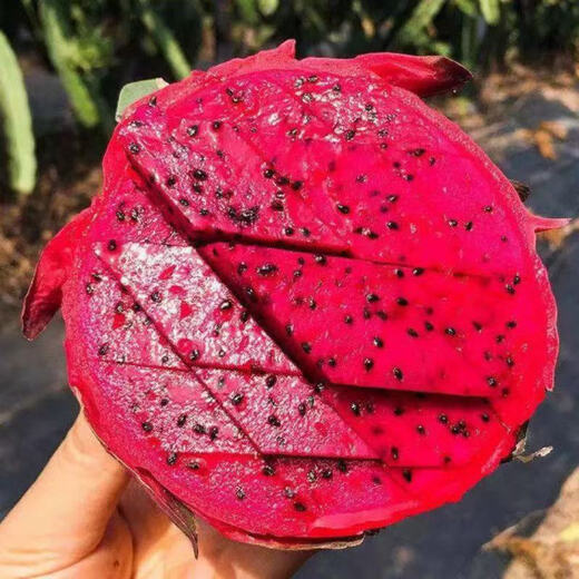 Shangchao Big Fruit Guangxi Jindu No. 1 Red Heart Pitaya Super Sweet Red Flesh Pitaya Fresh Fruit Big Fruit 6 Pack Single Fruit 400g+