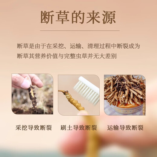 冬虫夏草断草断虫草高海拔虫草断草正宗冬虫夏草滋补品泡酒料药材 西藏那曲大断草100克装送12克