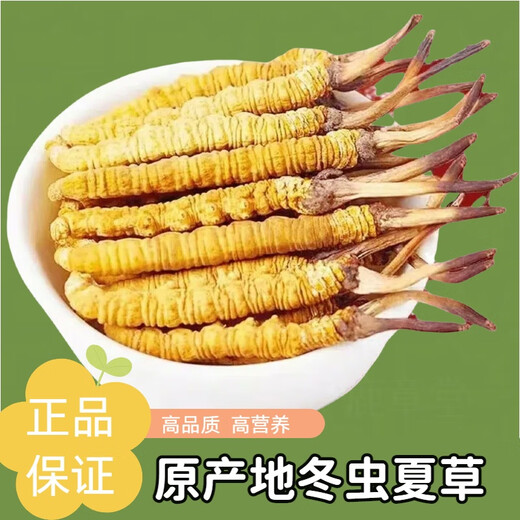 La nueva caja de regalo de Cordyceps seca Cordyceps seca de Kangsil para dar regalos para nutrir y nutrir la calidad de selección de Cordyceps para los ancianos Tíbet Nagqu Cordyceps de aproximadamente 2 piezas/gramos de 100 piezas (caja de regalo)