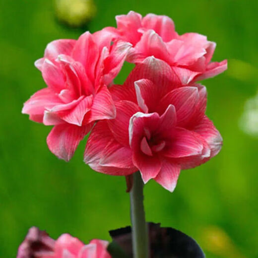 Imported amaryllis seed bulbs, large ball potted flower seedlings, double amaryllis seeds with buds for all seasons, green plants and flowers 8. Elf seed bulb circumference 15-18cm