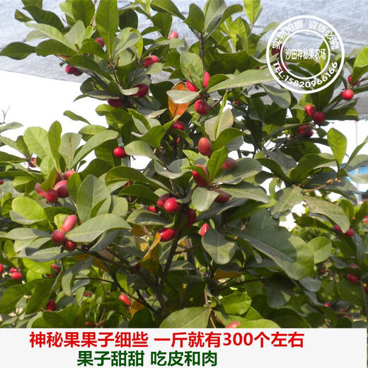 Mysterious fruit seedlings bloom in all seasons and bear fruit in the same year. The fruit seedlings turn into sweet potted plantings in Dongguan for 13 years. 6 and a half years. 5012. Under 15cm.