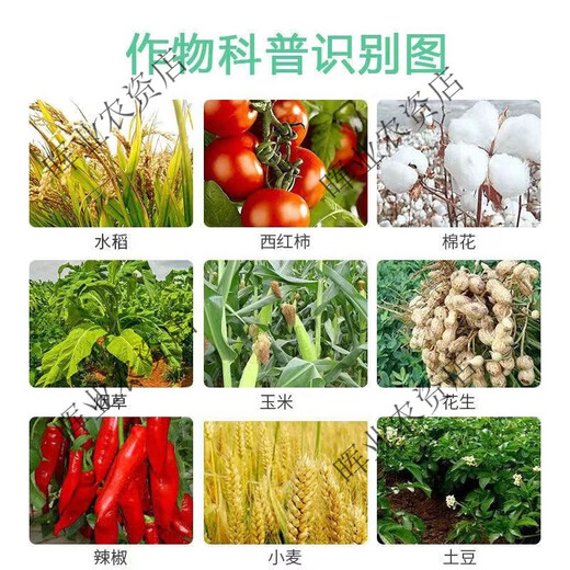 Bestway 50% Chlormequat Controlling Drug Dwarfing Agent Chymequat Plant Growth Regulator 100ml