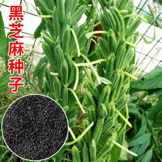 Black sesame seeds white sesame seeds oil extraction Academy of Agricultural Sciences hybrid high oil stable yield short stem eight-edge seed base special ultra-high sesame seed king original 100g bag