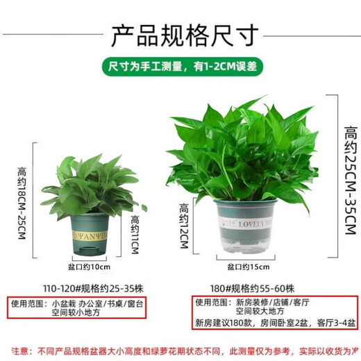 Shuangmeng green radish potted formaldehyde-removing flowers and green plants office 180-gallon self-priming water basin 8 pots straight from the source