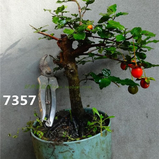 金弹子母桩带果发货原生金蛋子金单子金弹子原生小微盆景 7371 20cm(含)-30cm(不含)
