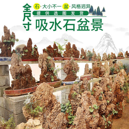 Water-absorbing stone 10-160CM natural water-absorbing stone raw stone water stone stone mountain bonsai rockery fish tank landscaping ornaments micro only stone 20-24 water-absorbing stone package