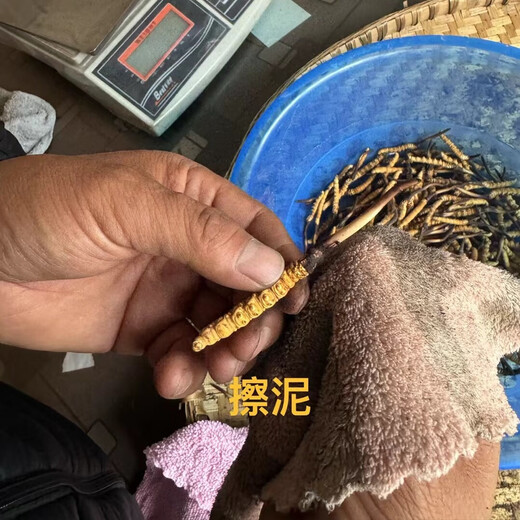 Naqu Zhifa 2025 Tibet Naqu High Altitude Authentic Wild First Fresh Cordyceps sinensis One-for-10 compensation for Naqu Wild Grass 1.5g/root-50 root