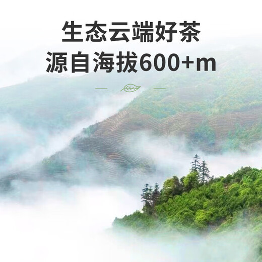 
The special tea ceremony tea special Phoenix Single Pineapple Oolong Tea 50g strong fragrance 2025 new tea authentic Chaozhou duck shit fragrance single group