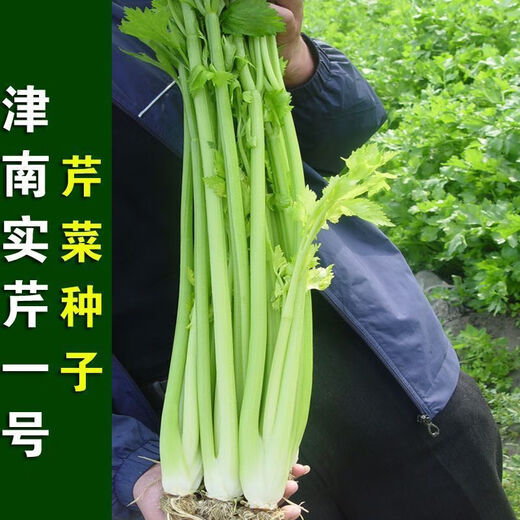 Jinnan Shiqin solid celery seeds, balcony potted celery, farmhouse vegetable garden sowing vegetable seeds in all seasons, Jinnan Shiqin seeds, 10 packs, about 10,000 grains