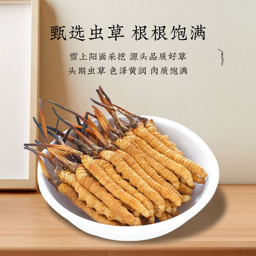 Cordyceps sinensis productos secos auténticos cordyceps sinensis caja de regalo Cordyceps sinensis wang xiong fengdao nutriente y salud Cordyceps sinensis tres gramos 50 raíces [caja]