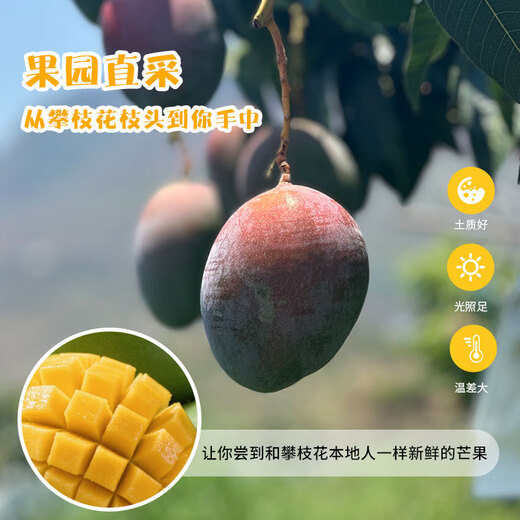 Jingxiansheng Panzhihua Kate Mango, net weight 9Jin Jin is equal to 0.5kg, single fruit 500g+, fresh fruit, straight from the source
