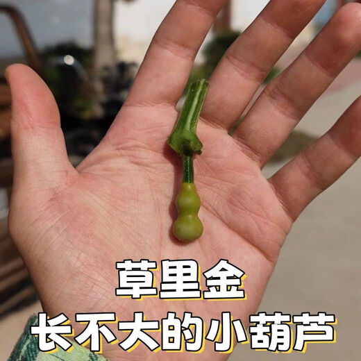 Caoli Golden Gourd Seeds Potted Wenwan Gourd Extra Small Mini Caoli Golden Gourd Ornamental Bracelet Gourd Seeds This year’s new variety Caoli Golden Gourd Seeds Grain Selection 1 pack of about 23 capsules ++ products