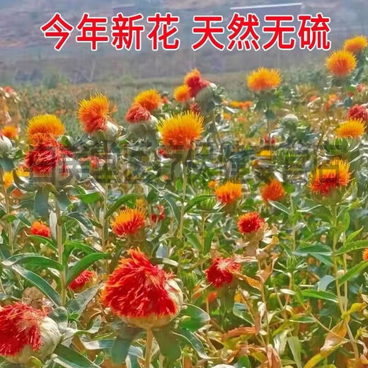 
Beijing Tongrentang Tibet Wild Saffron Flowers and Fruit Selected Chinese Herbal Medicine Saffron Fruit Whole Internet Celebrity Tea Saffron Head Tea Selected Saffron Head 250g